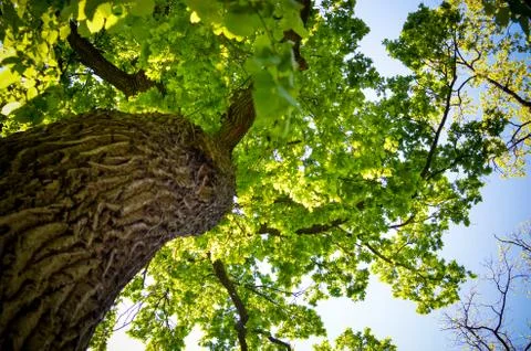 View in a tree crown from below Stock Photos