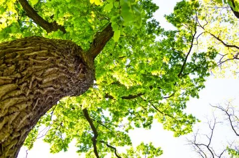 View in a tree crown from below Stock Photos
