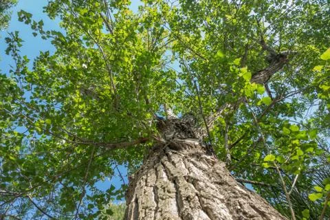 View in a tree crown from below on sunny day Stock Photos