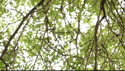 View on the tree crown from bottom, soft blurred greens Stock Footage 7508274