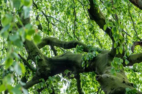 View into tree crown looking up into the green foliage in spring Stock Photos