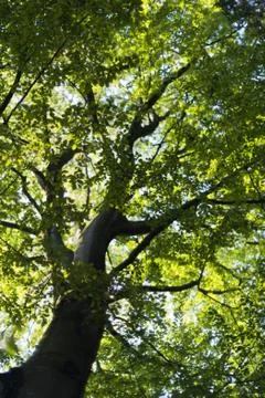 A view into the tree crown. Stock Photos