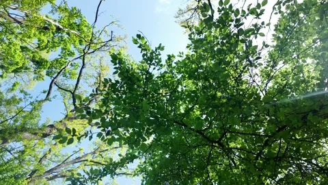 View of tree crowns and branches against bright blue sky in spring forest. 4k Stock Footage 319927995