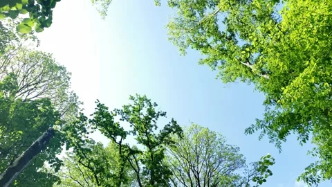 View of tree crowns and branches against bright blue sky in spring forest. 4k Stock Footage 319928880