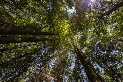 A view into the tree crowns. Stock Photos