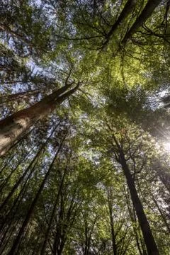 View into the tree crowns. Stock Photos