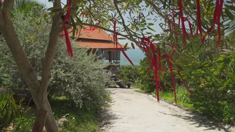 View of tree decorated with red ribbons swaying in wind Stock Footage 310713034