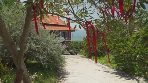 View of tree decorated with red ribbons swaying in wind Stock Footage 319886315