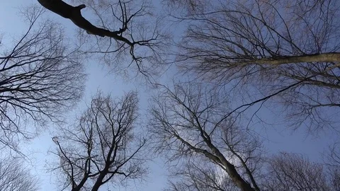 View of tree empty branch crown on blue sky POV Point of view walking in forest Stock Footage 81975095