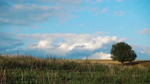 View of a tree in a field against a background of clouds. Stock Footage 160417735