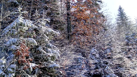A view to the tree in the forest covered with first fresh snow Видео 143950183