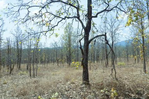 View of tree in forest in summer Photos