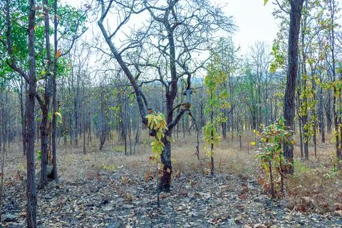 View of tree in forest in summer Stock Photos