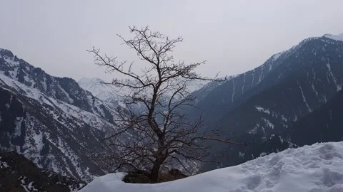 View of a tree in front of snowy mountains. Stock Footage 274715360