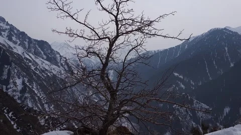 View of a tree in front of snowy mountains. Stock Footage 274715378