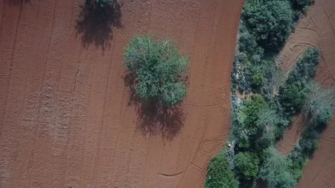 View of tree in garden Stock Footage 237015909