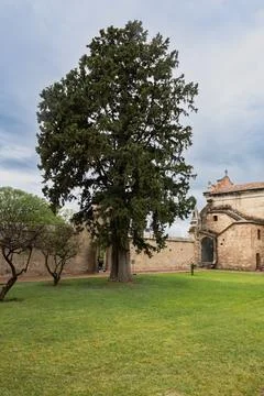 View of a tree in an garden of an old house Stock Photos