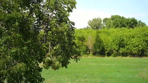 View of a tree in a green field Stock Footage 158055345