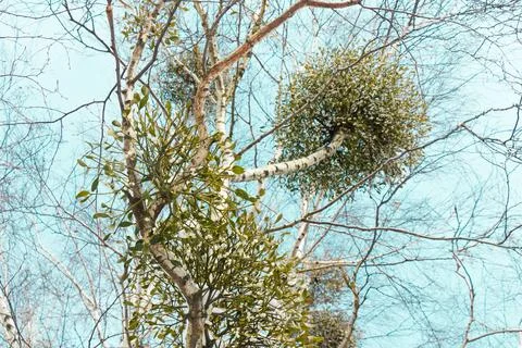 Up view on a tree with green mistletoe against a clear sky Stock Photos