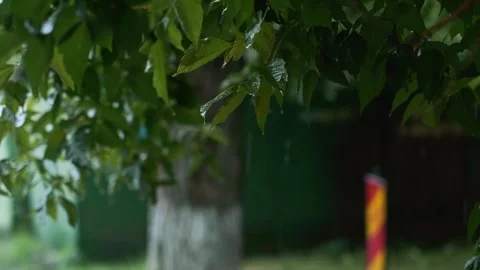 View of a tree in heavy forest rain, torrential downpours and red alert from the Stock Footage 277643056