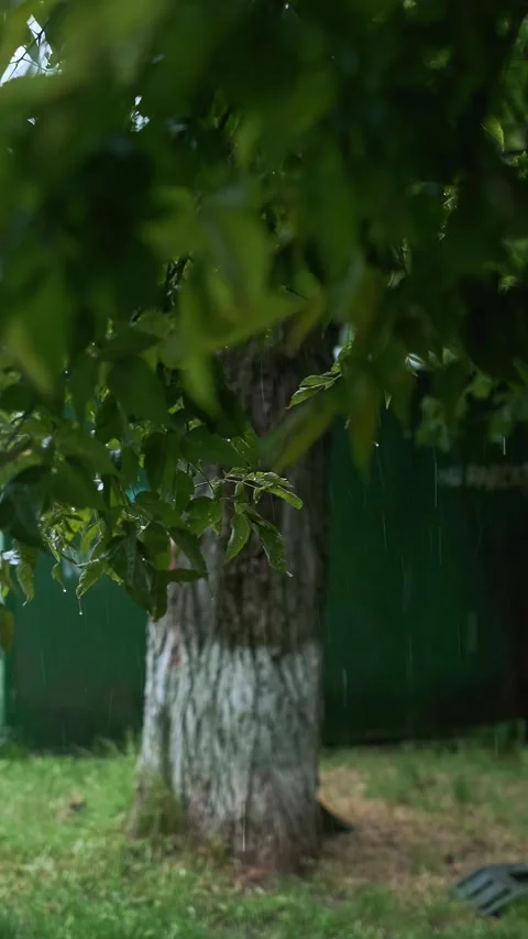 View of a tree in heavy forest rain, torrential downpours and red alert from the Stock Footage 277643071