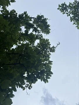 View of a tree from land to top Stock Photos