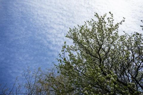 View of a tree with leaves from below. Background Stock Photos