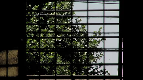View Of Tree Leaves Moving In Wind Through Prison Cell Window Bars - 4K Stock Footage 342742549