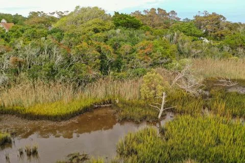 View of the tree line along the marsh Stock Photos