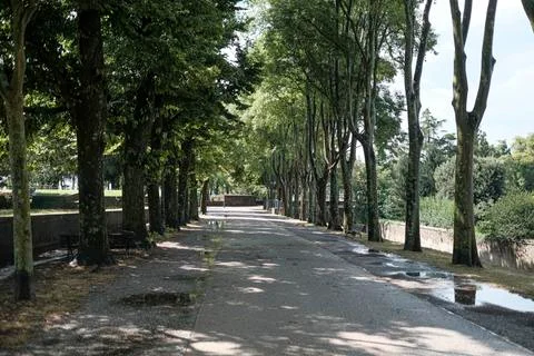 View of a tree lined avenue after a rainy day in Lucca, Italy Foto stock