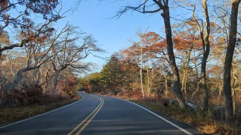View of tree-lined winding road at sunset in Cape Cod Stock Footage 293229650