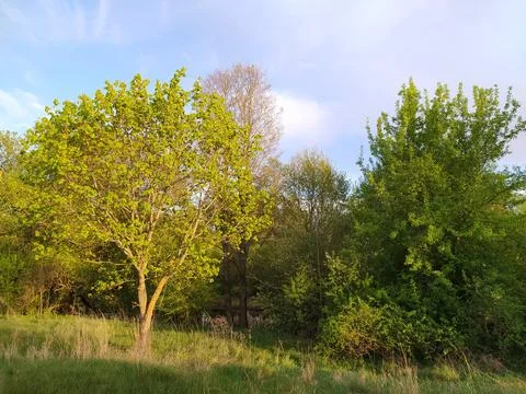 View of a tree in the middle of a meadow Stock Photos