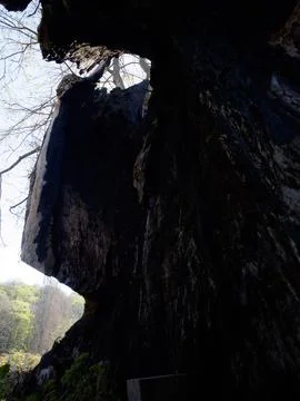 The view of the tree Stock Photos
