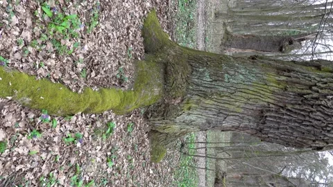 A view of the tree from the root to the crown of the tree Stock Footage 237456345