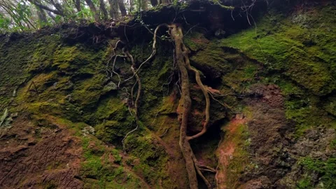 View of tree roots in the laurisilva woods (Rainforest). Stock Footage 302899367