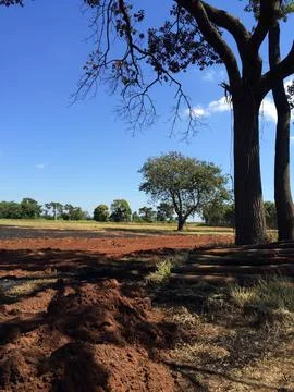 View of a tree in a rural setting Stock Photos