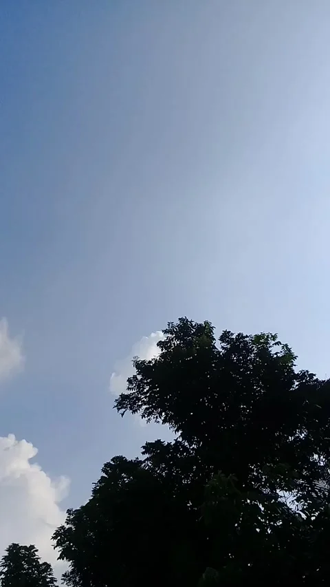 View of tree silhouettes and blue clouds 库存影片 244703127