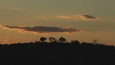 View of tree silhouettes at sunset in Kruger National Park, South Africa. Vídeos de archivo 335609032