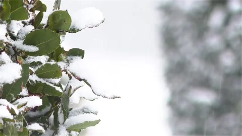 View of tree in snowfall Video stock 148498649