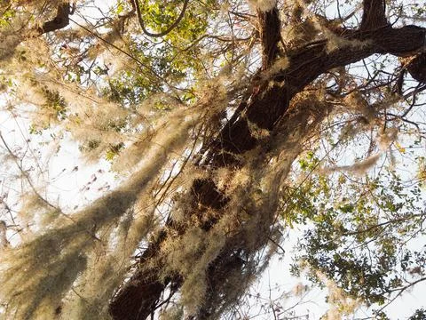 View up tree with Spanish moss Stock Photos