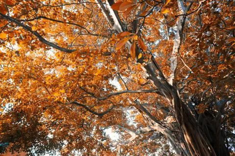 The view of tree in spring and leaves are turning red or Orange. Stock Photos