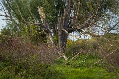 View on tree with storm damage, with snapped tree trunk Stock Photos
