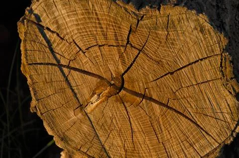 View of tree stump Stock-Fotos