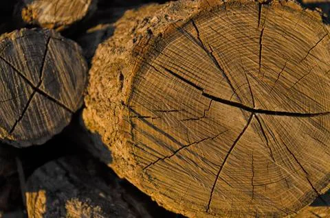 View of a tree stump Stock-Fotos