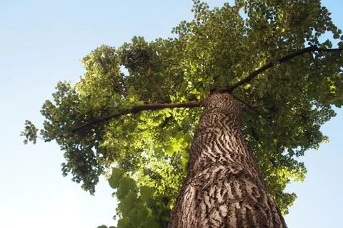 View of a tree on a summer's day Stock Photos