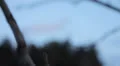 View from the tree to Thermal power station HD Footage
