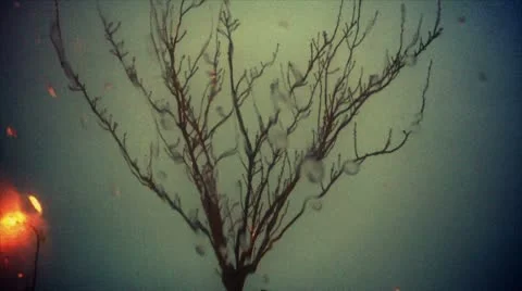 View a tree through the glass, raining Stock Footage 10759861