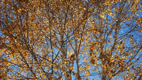 View to tree top of birch with brown leaves at sunny autumn day. Branches with l Stock Footage 328124033
