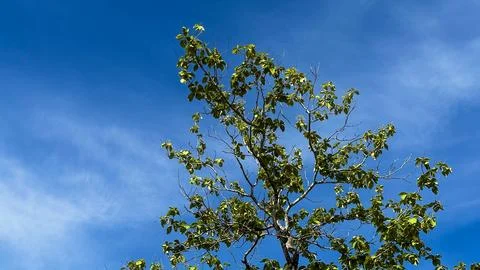 View of tree top branches on blue sky background Stock Photos