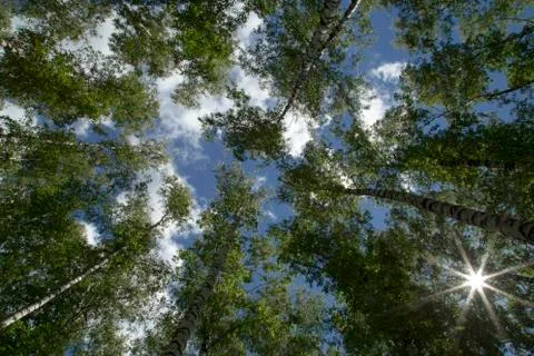 View of Tree Tops from Below on a background of blue sky with clouds. Stock Photos